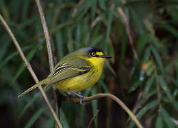 Image of Gray-headed Tody-Flycatcher