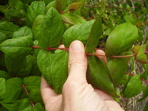 صورة Hypericum androsaemum L.