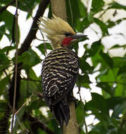 Image of Blond-crested Woodpecker