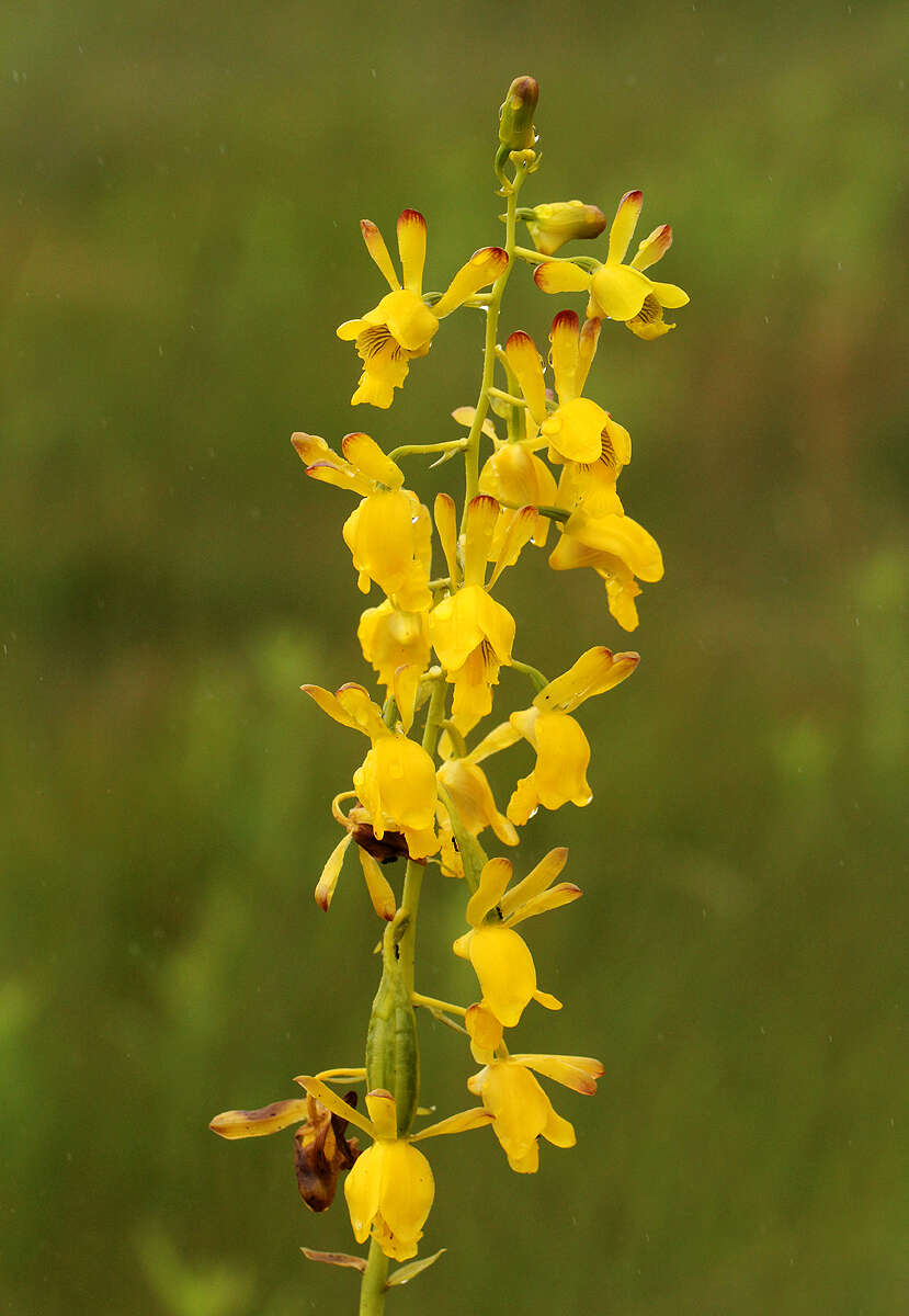 Image de Eulophia angolensis (Rchb. fil.) Summerh.