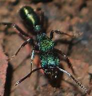 Image of green ant