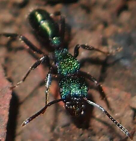 Image of green ant