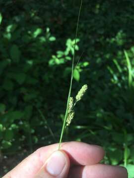 Image of Swan's sedge