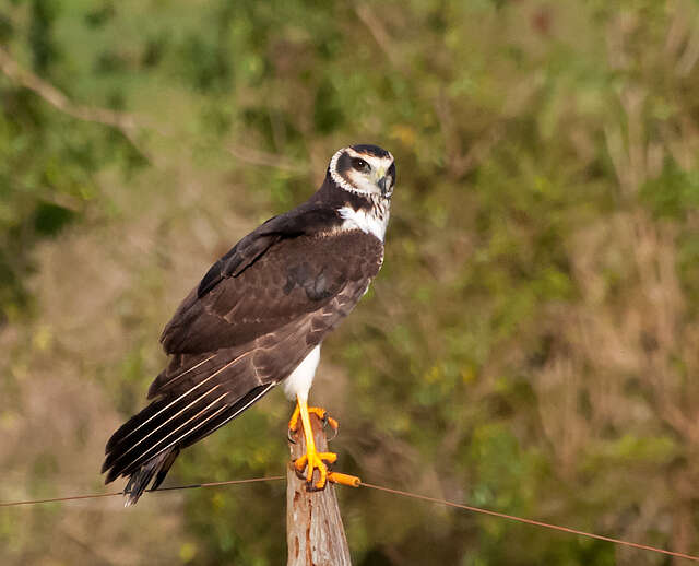 Image of Long-winged Harrier