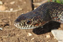 Image of Large Whip Snake