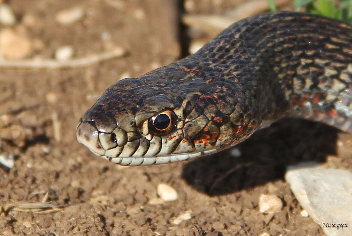 Image de Dolichophis jugularis (Linnaeus 1758)