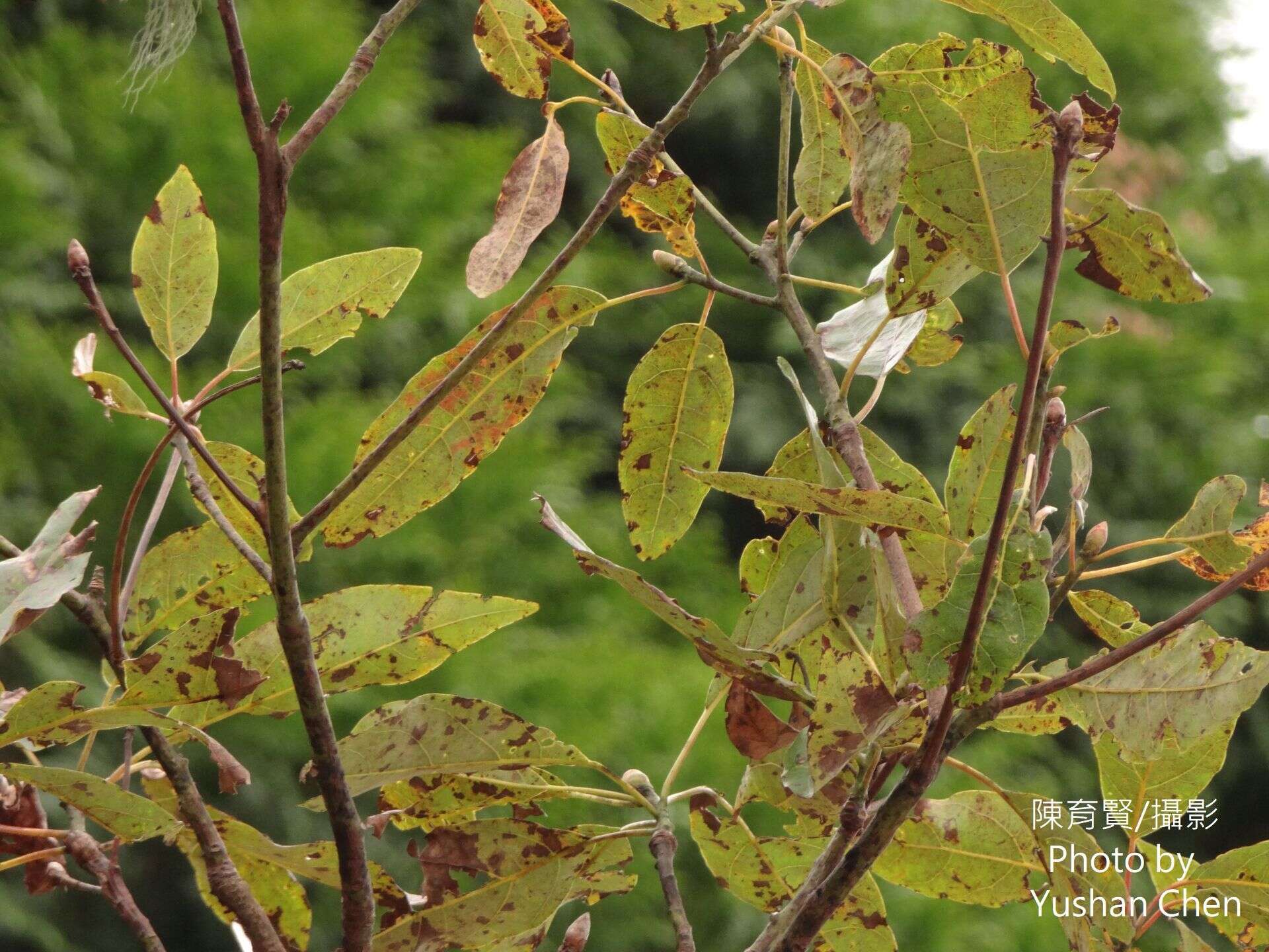 Sassafras randaiense (Hayata) Rehder resmi