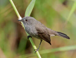 Serpophaga nigricans (Vieillot 1817)的圖片