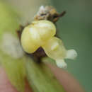 Image of Dendrobium aloifolium (Blume) Rchb. fil.