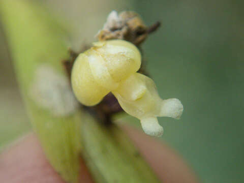 Plancia ëd Dendrobium aloifolium (Blume) Rchb. fil.