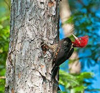 Image of Robust Woodpecker