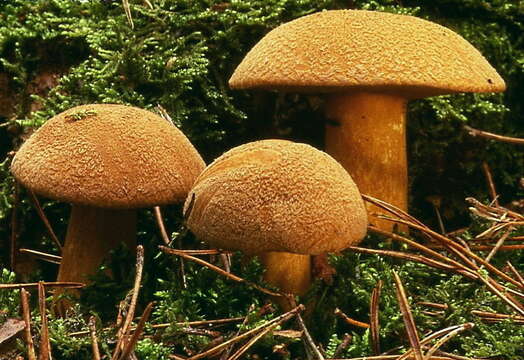 Imagem de Suillus variegatus (Sw.) Richon & Roze 1888