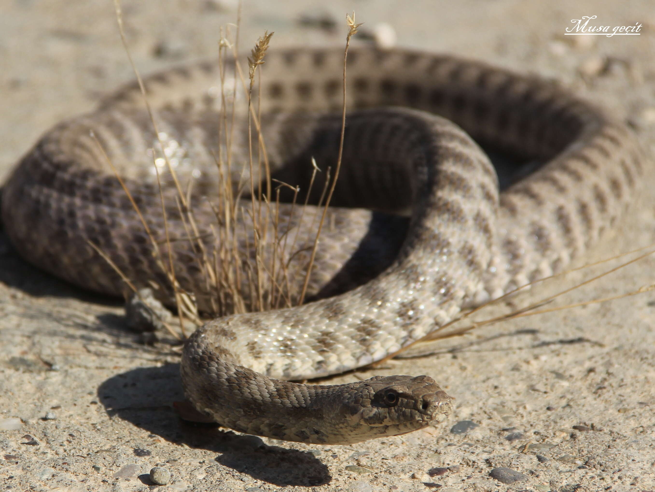 Image of Spotted Wipe Snake