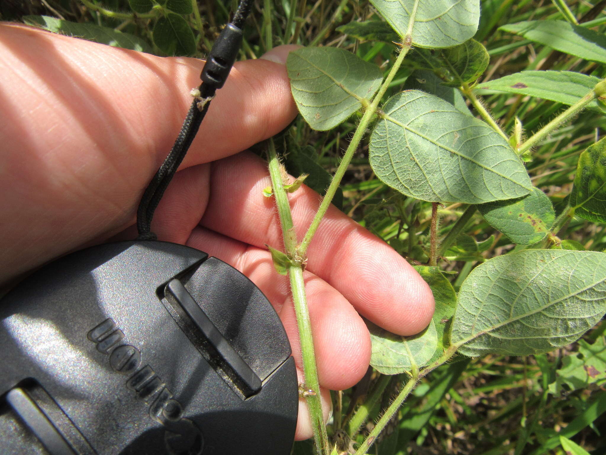 Desmodium canescens (L.) DC. resmi