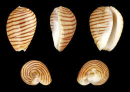 Image of belted margin shell