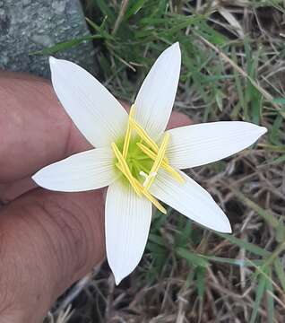 Imagem de Zephyranthes mesochloa Herb. ex Lindl.