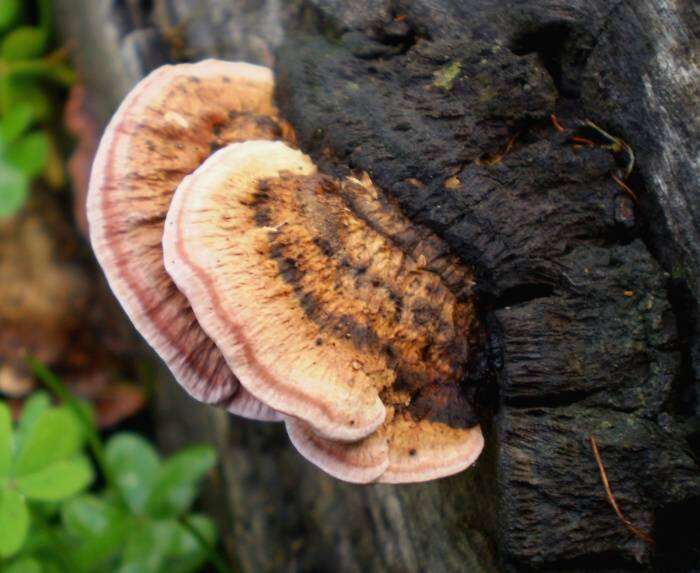 Image of Rhodofomitopsis lilacinogilva (Berk.) B. K. Cui, M. L. Han & Y. C. Dai 2016