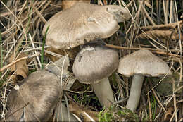 Image of Grey Agaric