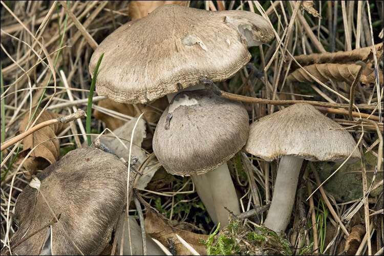 Image of Grey Agaric