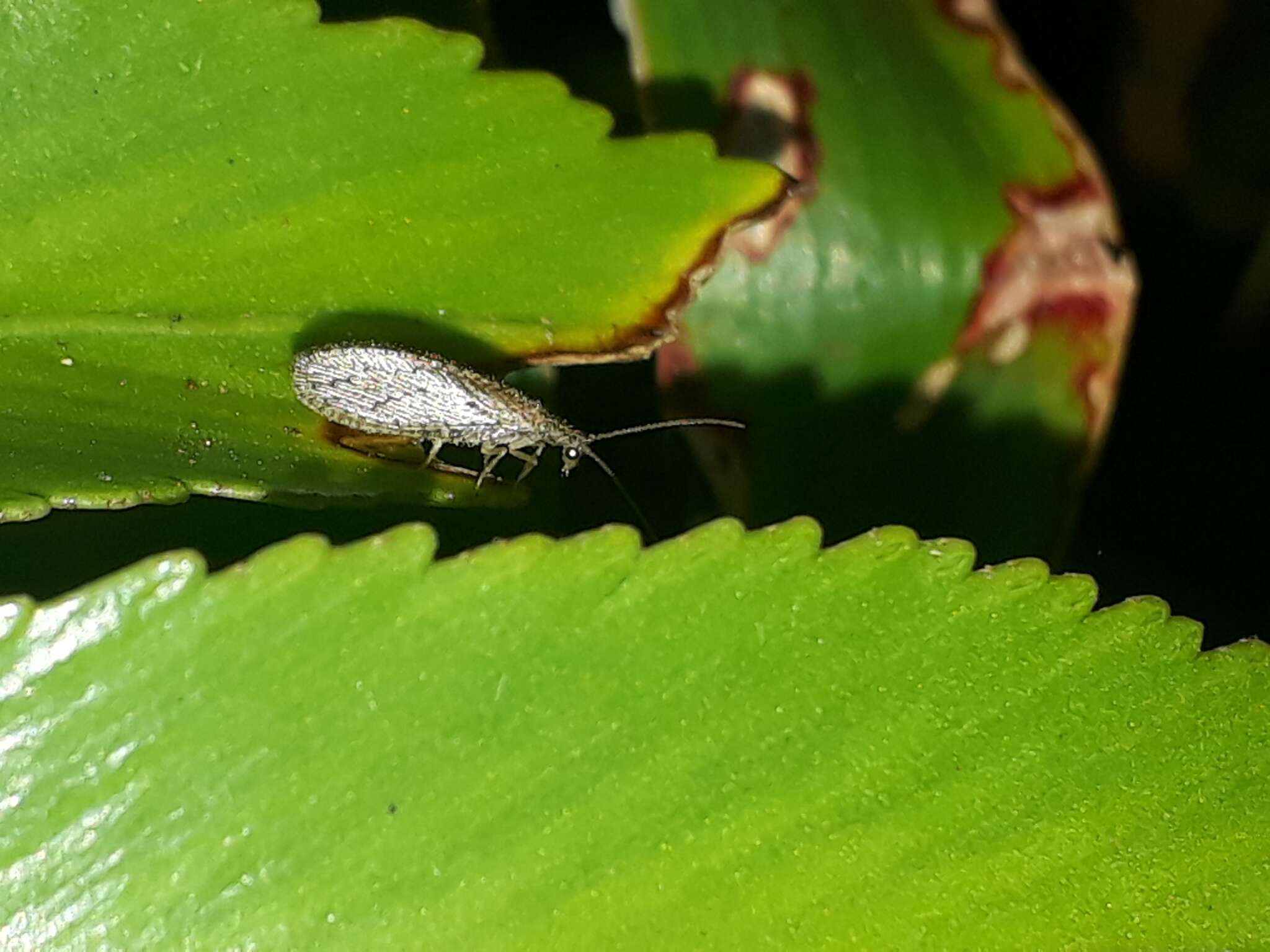 Слика од Micromus tasmaniae (Walker 1860)