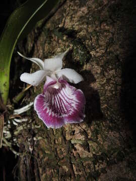 Warczewiczella guianensis (Lafontaine, G. Gerlach & Senghas) Dressler resmi