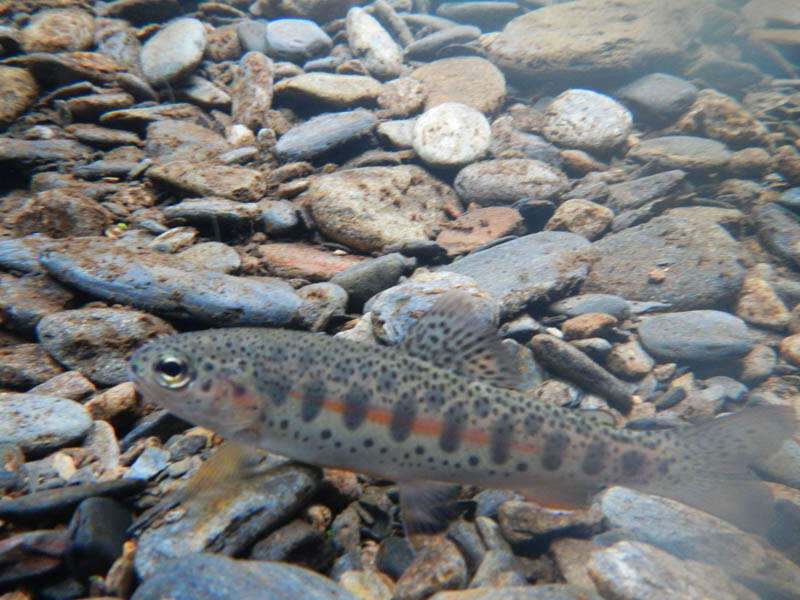 Image of Rainbow Trout