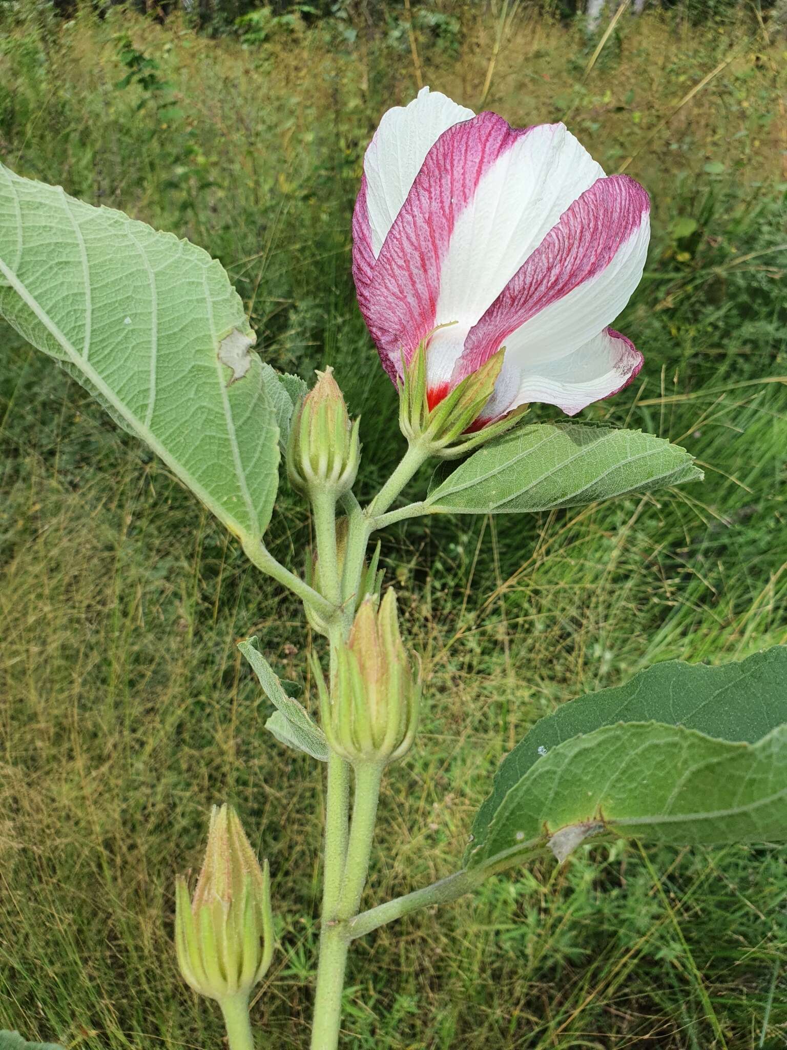 Image of Hibiscus sankowskyorum Craven