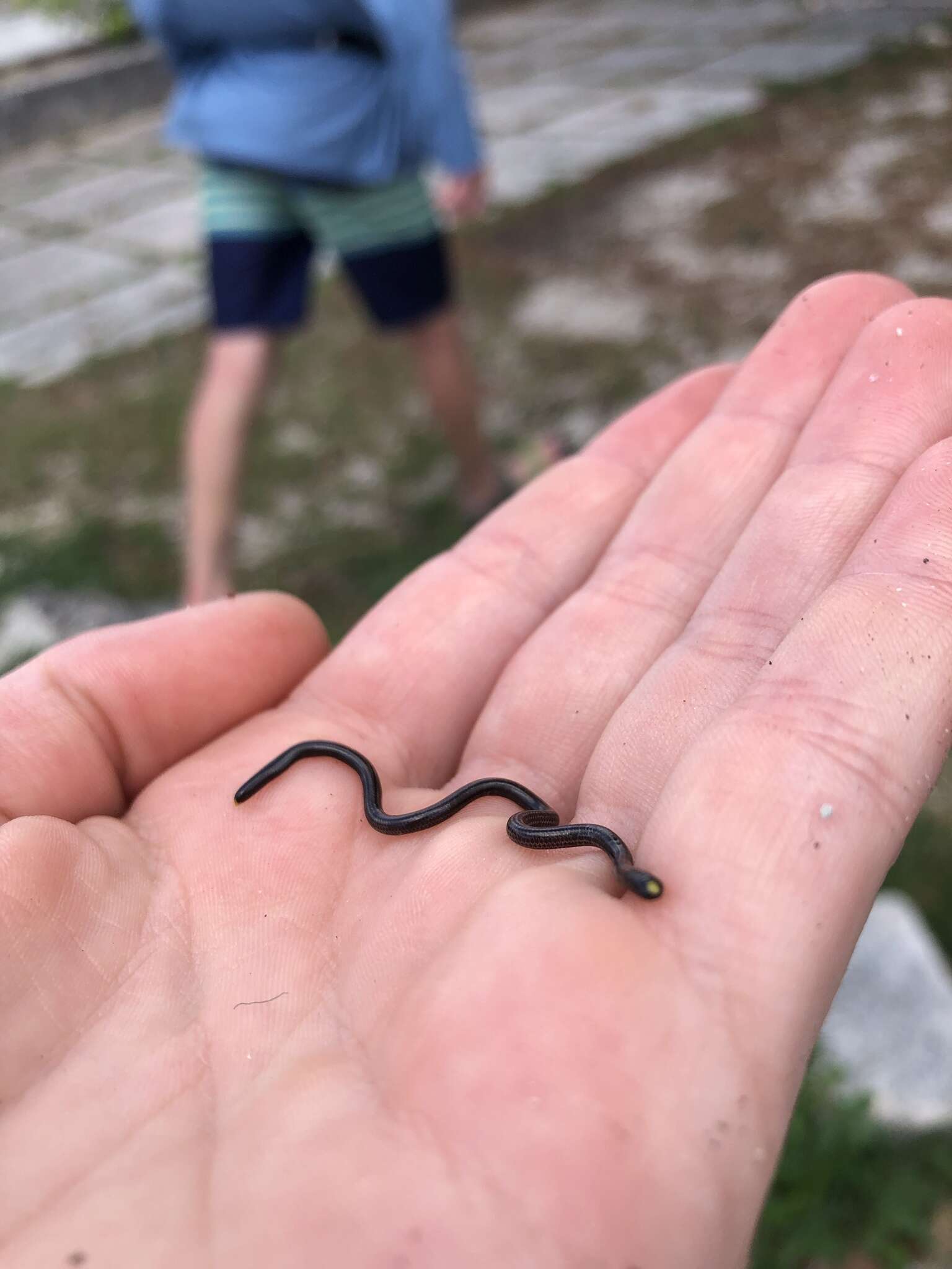 Image of Black Blind Snake