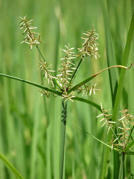 Image of nutgrass