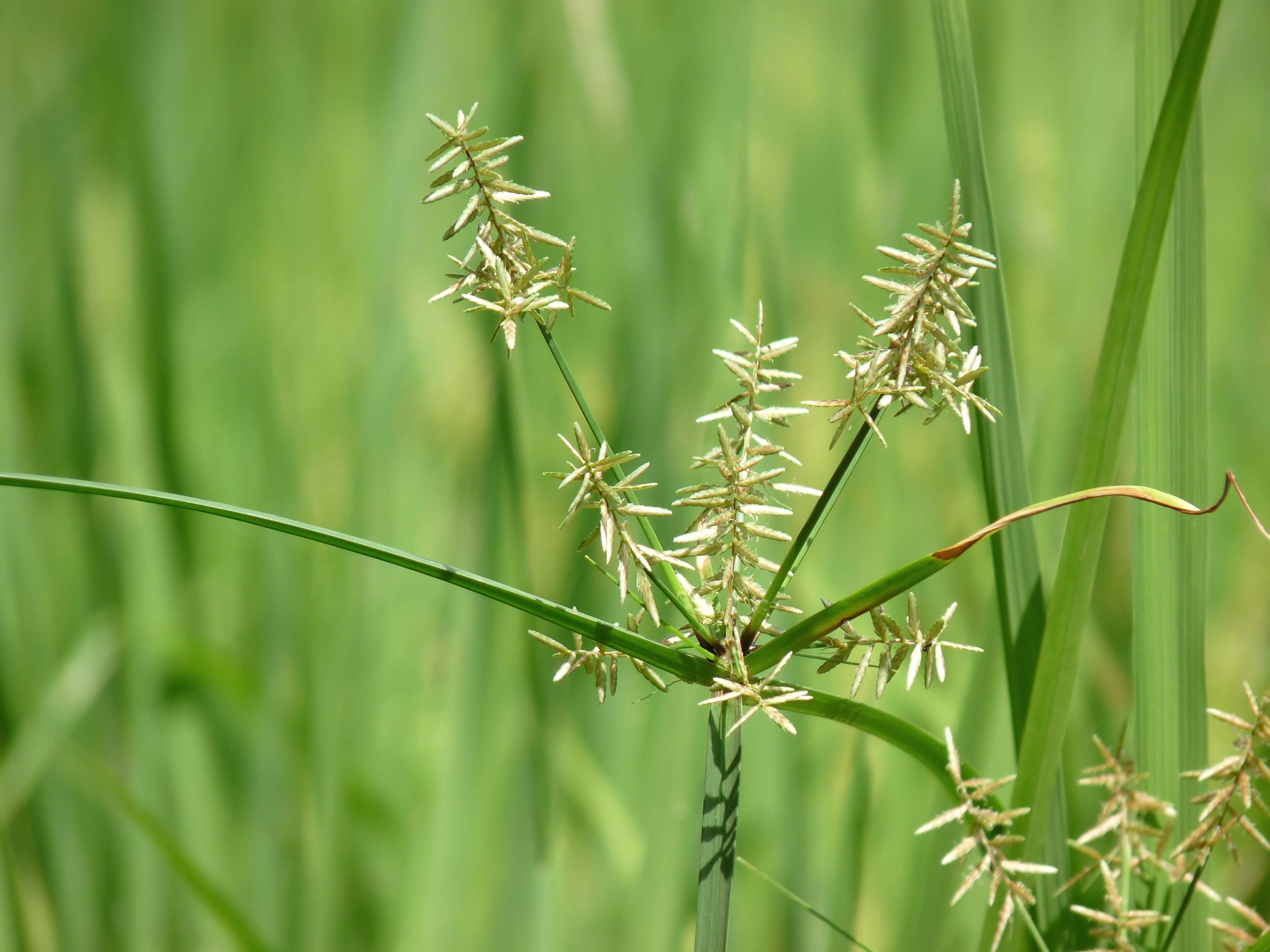 Image of nutgrass