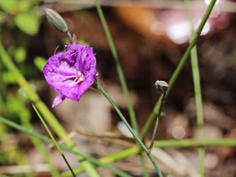 Image of Thysanotus juncifolius (Salisb.) J. H. Willis & Court