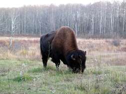 Image of American Bison