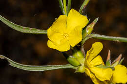 Image of Hibbertia vaginata (Benth.) F. Müll.