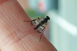 Image of Common Snipe Fly