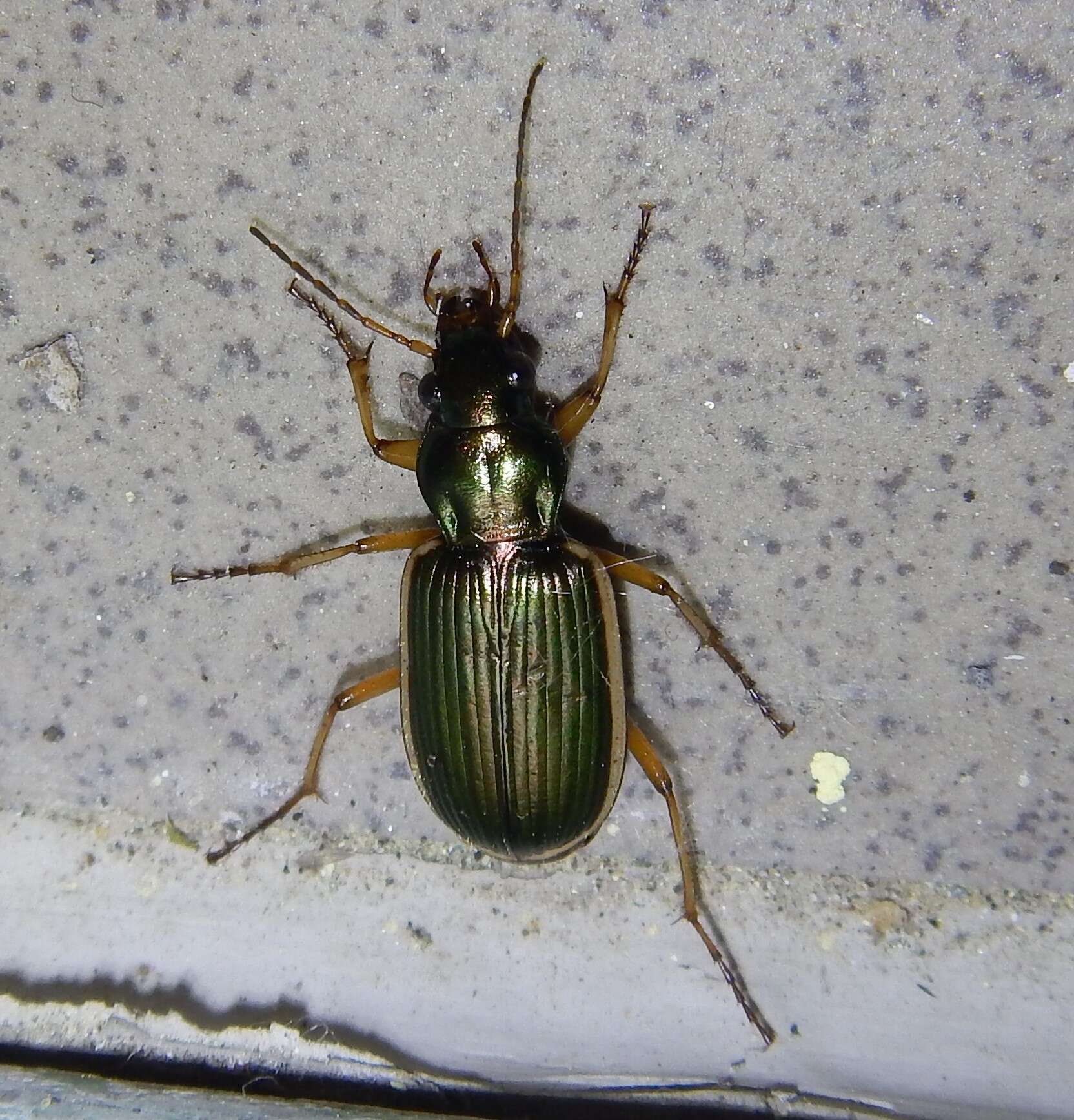 Sivun Chlaenius (Chlaenites) spoliatus (P. Rossi 1792) kuva