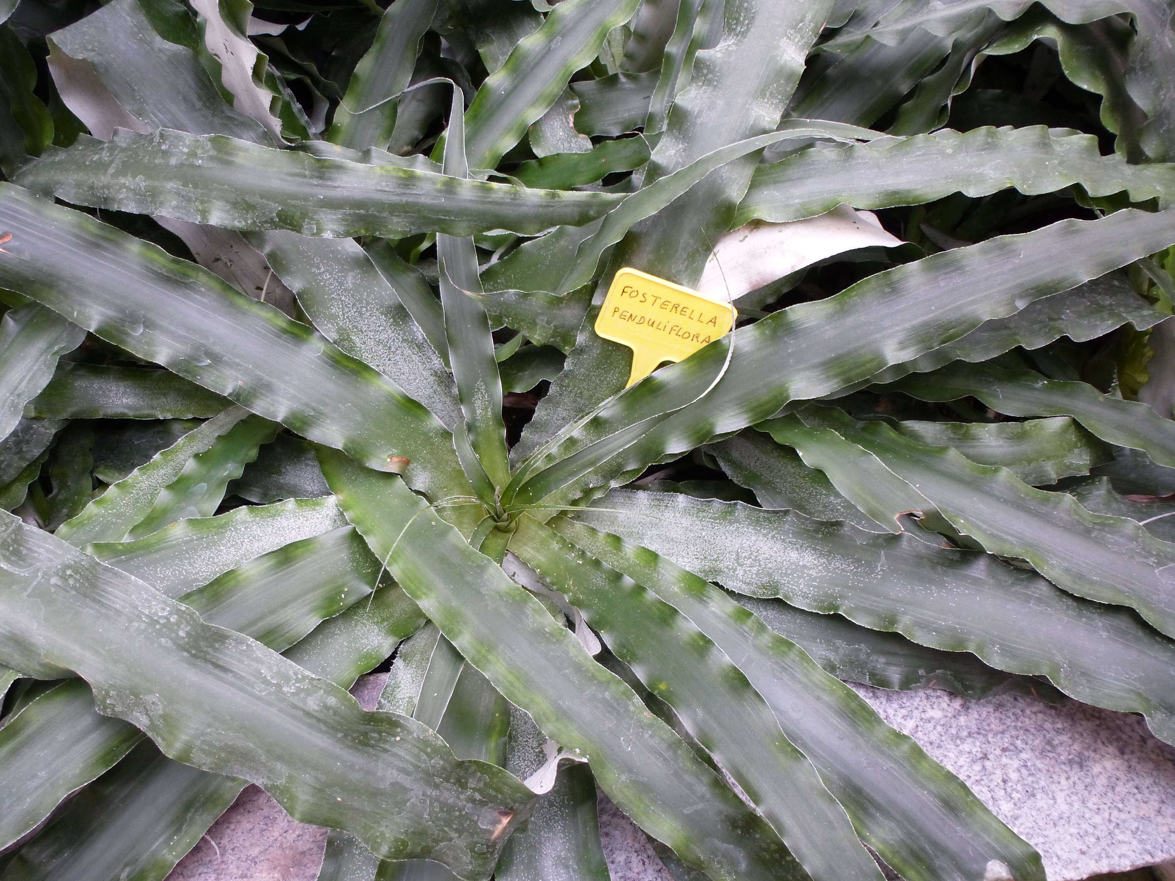 Image of Fosterella penduliflora (C. H. Wright) L. B. Sm.