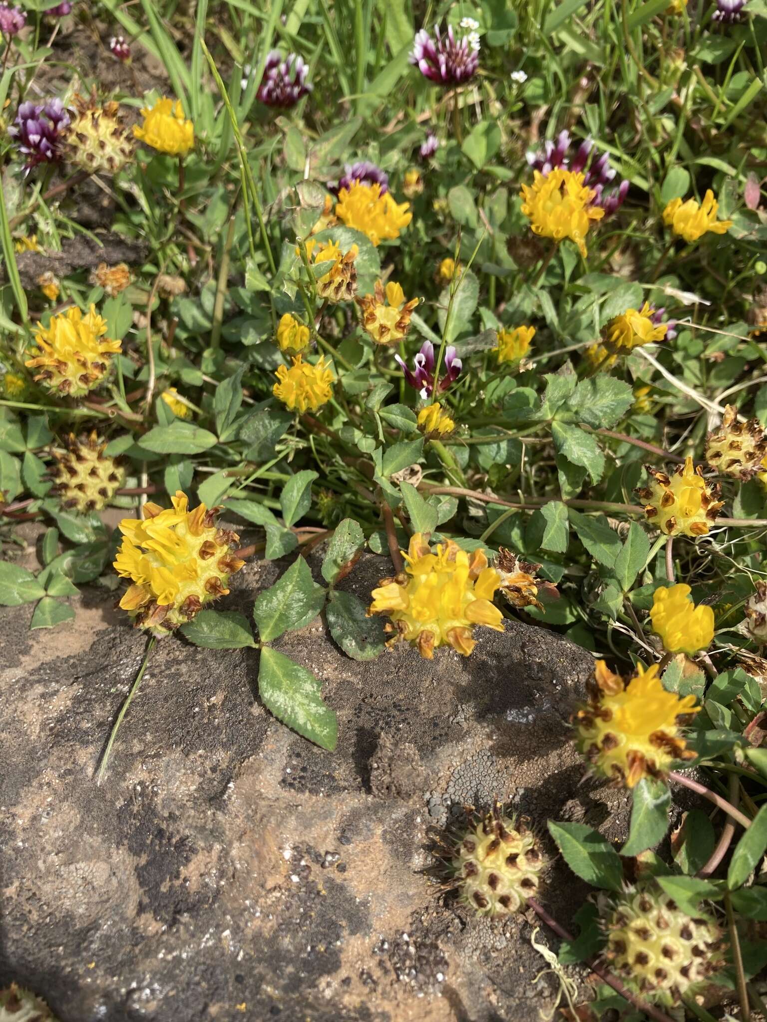 Sivun Trifolium jokerstii Vincent & Rand. Morgan kuva