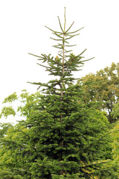 Image of Silver Fir