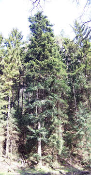 Image of Silver Fir