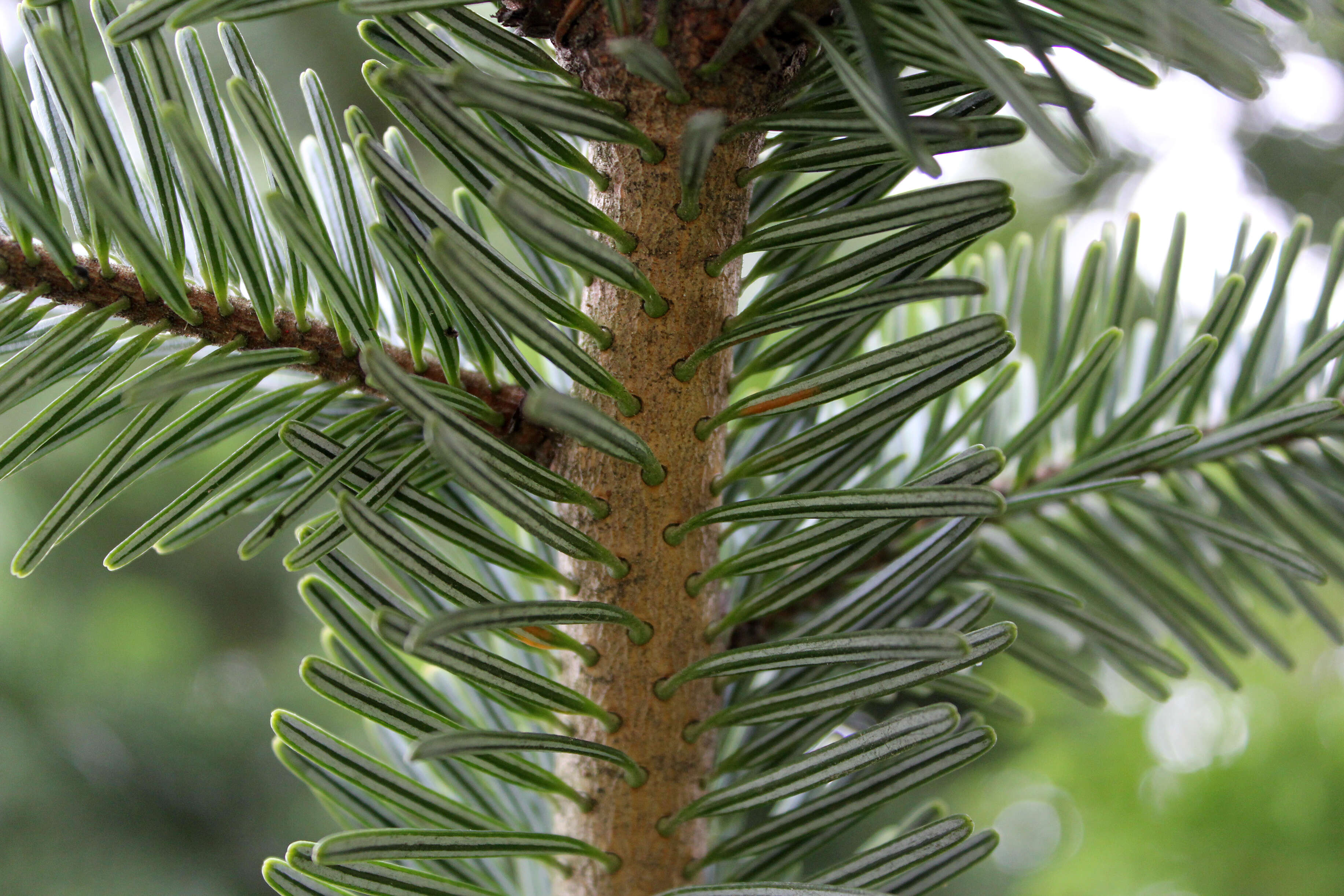 Image of Silver Fir