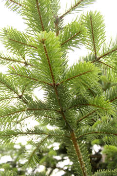 Image of Silver Fir