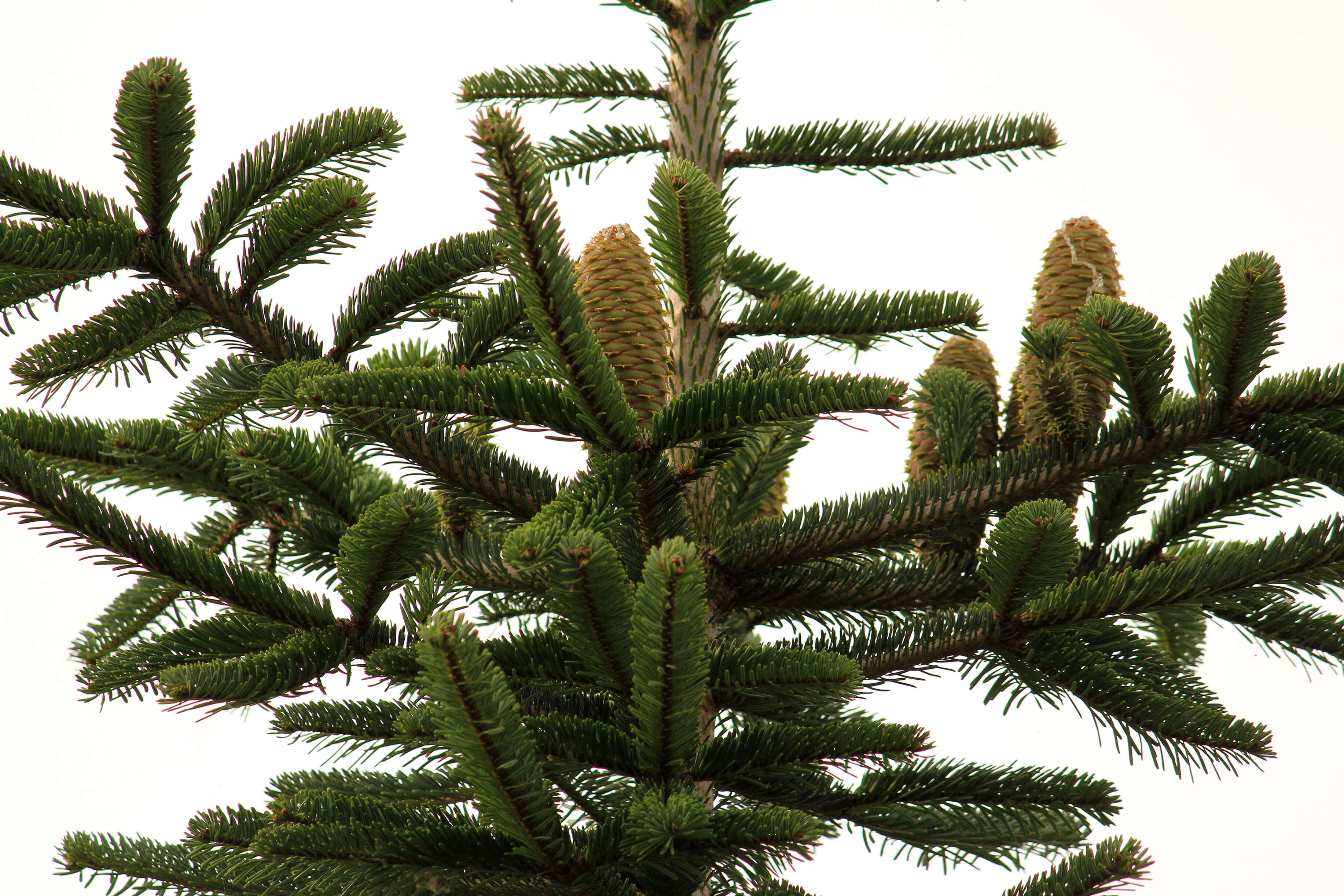 Image of Silver Fir