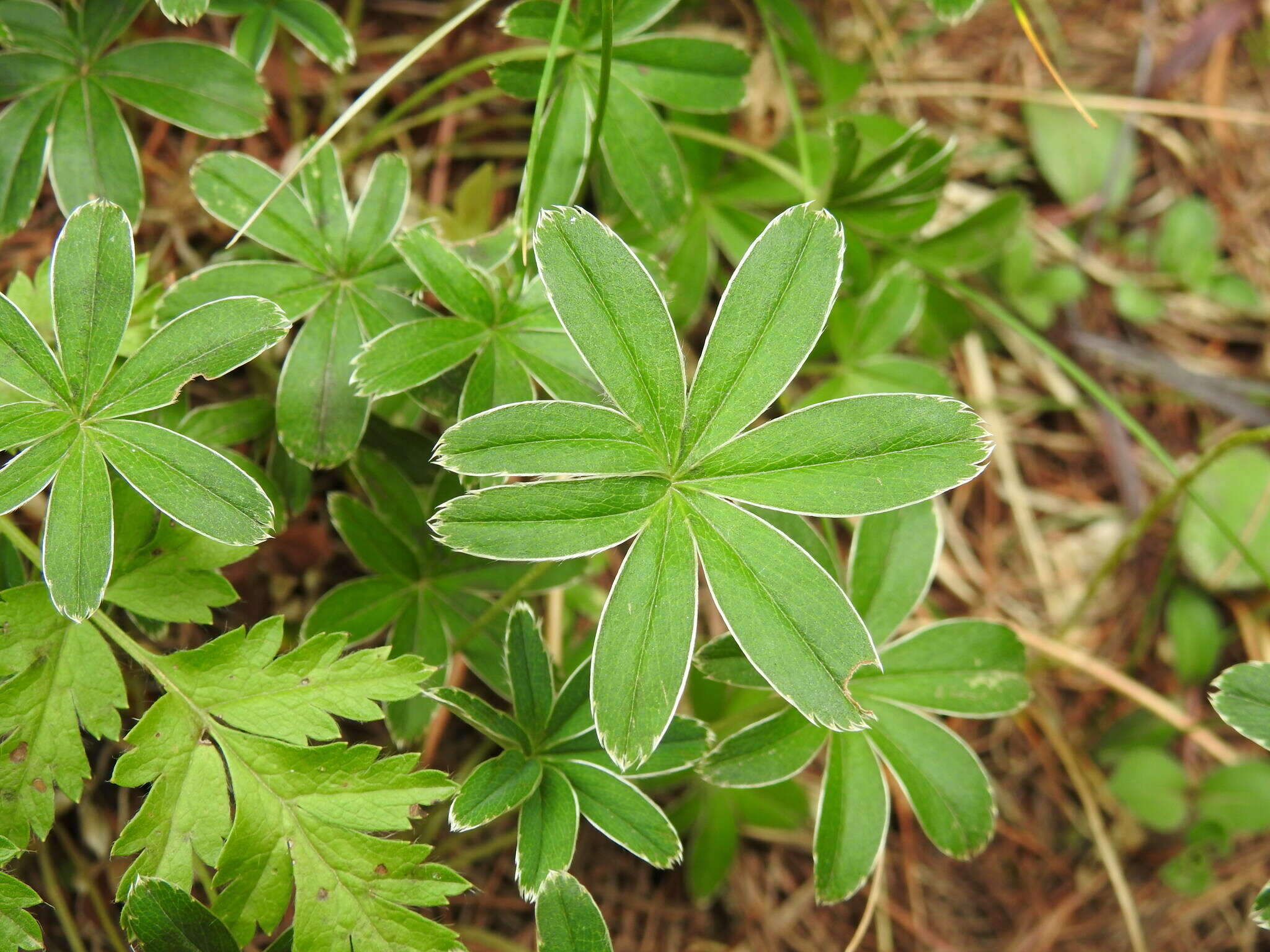 Image of Alchemilla alpigena Hegi