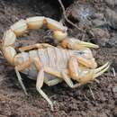 Image of Common yellow scorpion