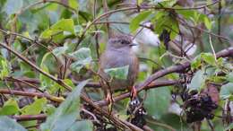 Image of Dunnock