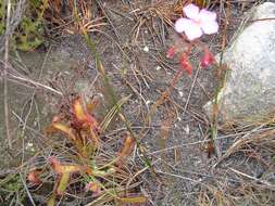 Drosera ramentacea Burch. ex DC.的圖片