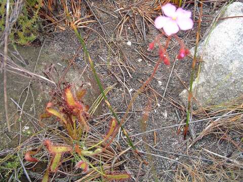 Image of Drosera ramentacea Burch. ex DC.