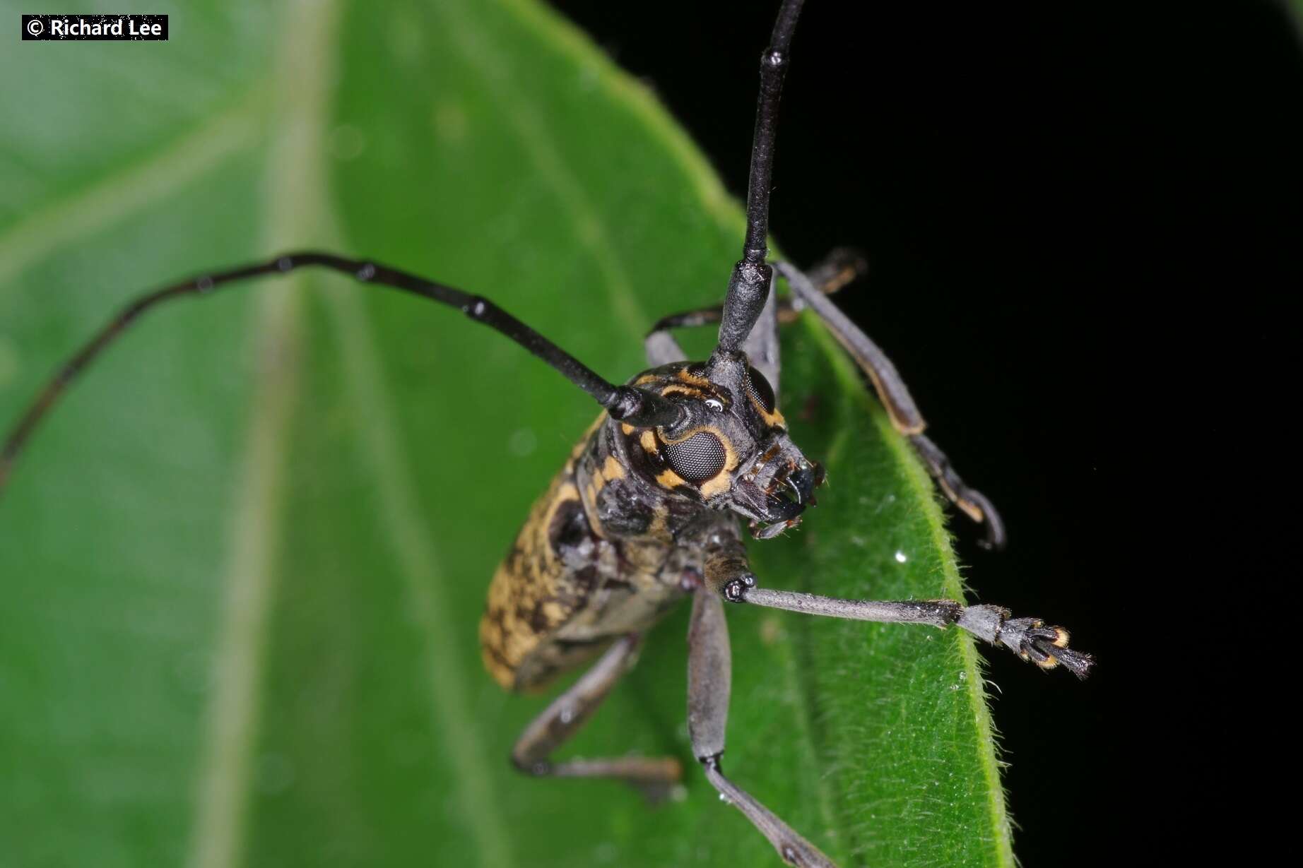 Image of Epepeotes luscus (Fabricius 1787)