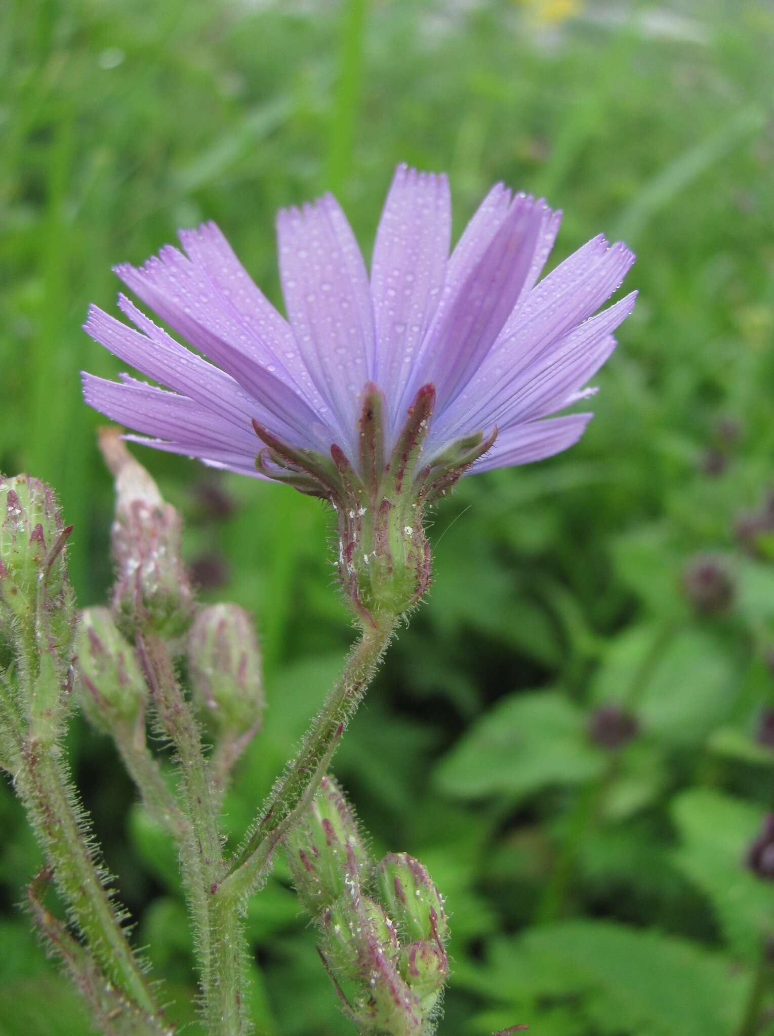 Image of Cicerbita racemosa (Willd.) Beauv.