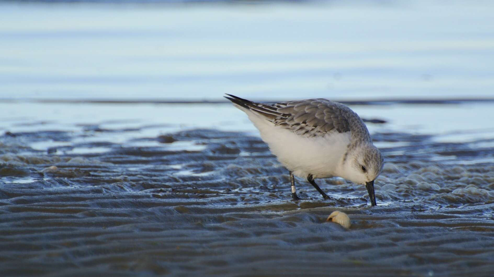 Image of Sanderling